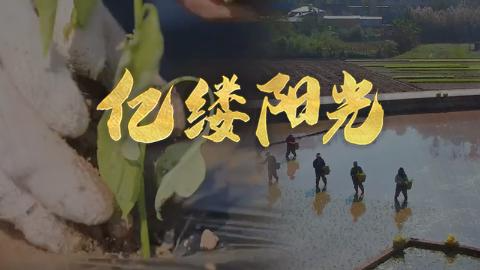 億縷陽光丨人勤春來早