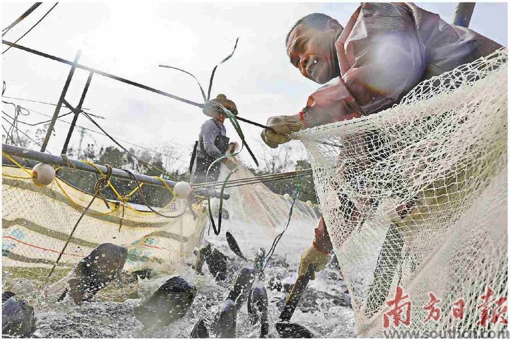 廣東省茂名高州市一養(yǎng)殖公司魚塘中，工人們正在捕魚。南方日?qǐng)?bào)記者 張令 石磊 王俊濤 攝