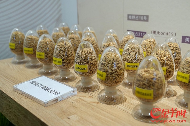 增城絲苗米品種