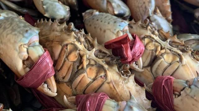 “南沙青蟹”獲國家地理標(biāo)志證明商標(biāo)