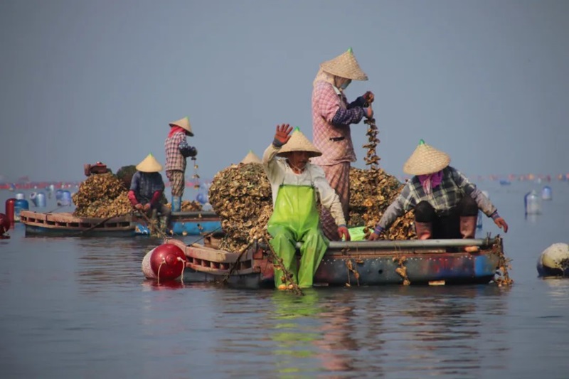 彩虹海上養(yǎng)生蠔