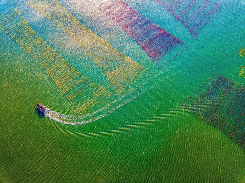 南澳縣深澳鎮(zhèn)走馬埔村，海面上大片彩色生態(tài)浮球方陣宛若彩虹?？聲詳z