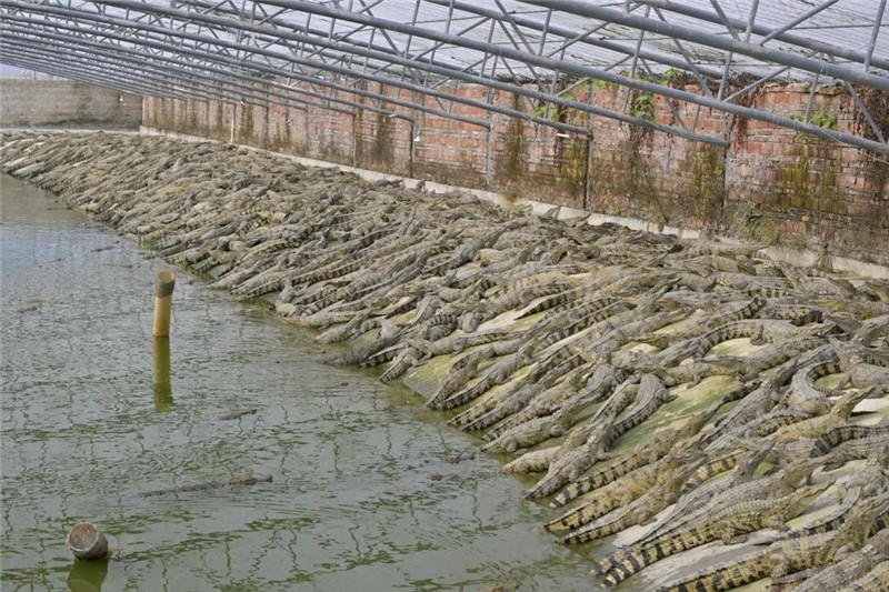 廣東貞山鱷魚養(yǎng)殖有限公司養(yǎng)殖現(xiàn)場。肇慶市融媒體中心記者 吳勇強 攝