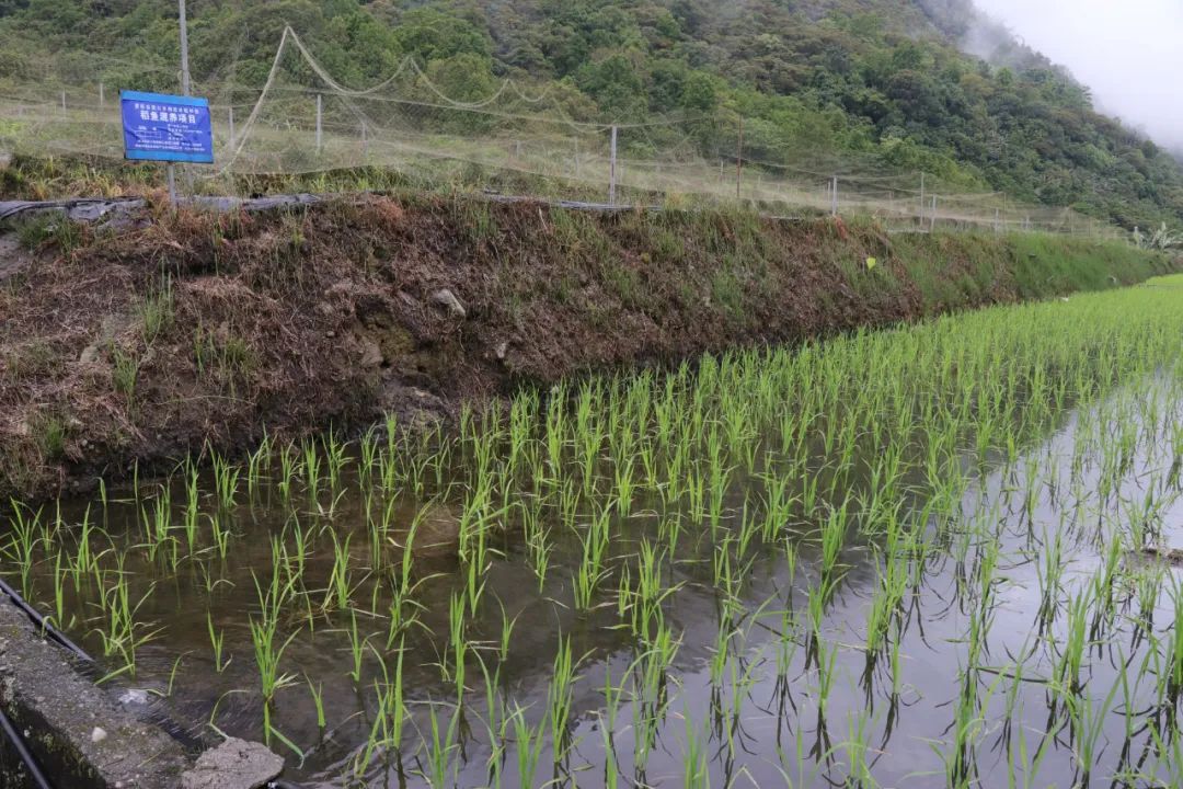 墨脫“稻漁共生”基地。2024年，佛山援墨工作組助力墨脫成功培育10畝“稻漁共生”示范田。（蔡彥栩/攝）