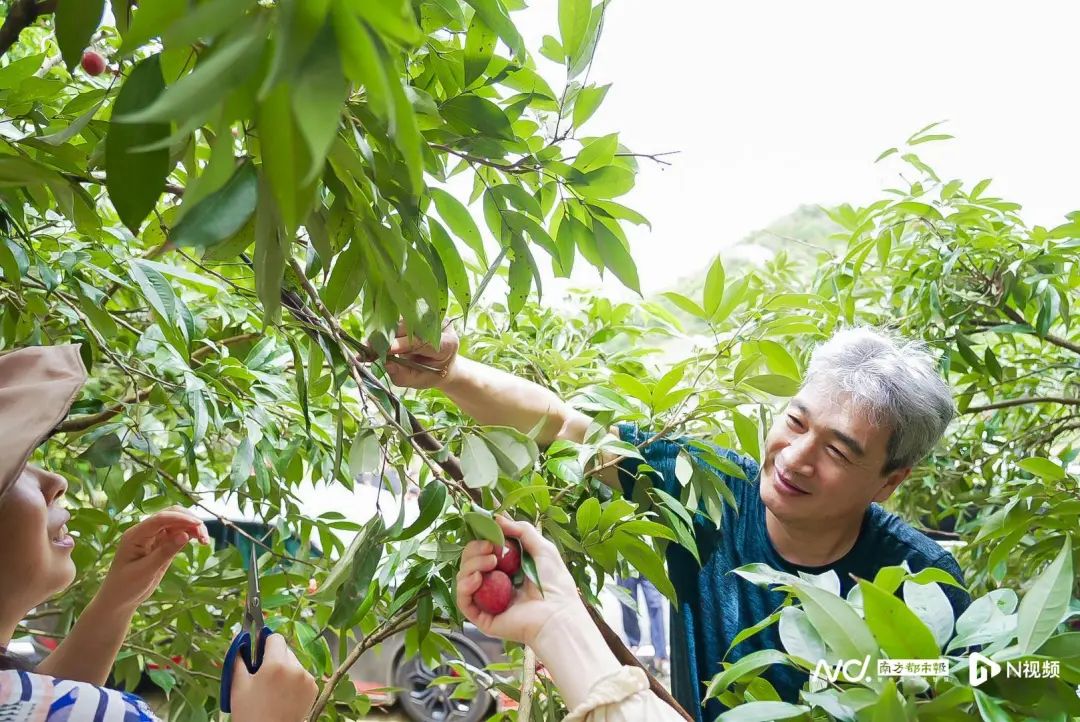 荔枝采摘。