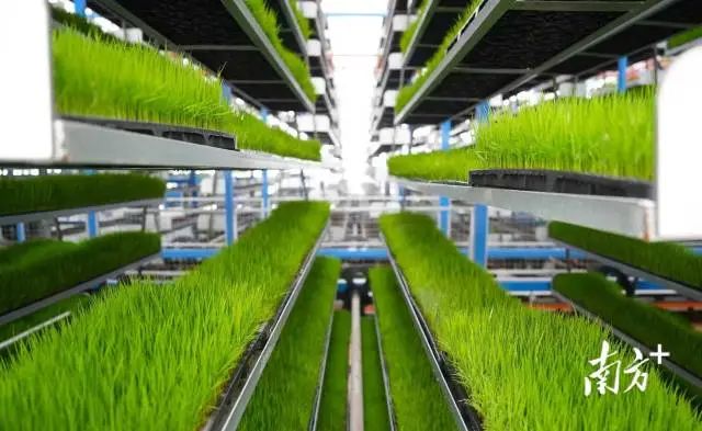 “廣東第一田”里的智能化“育秧工廠”。 南方+ 楊興樂 拍攝