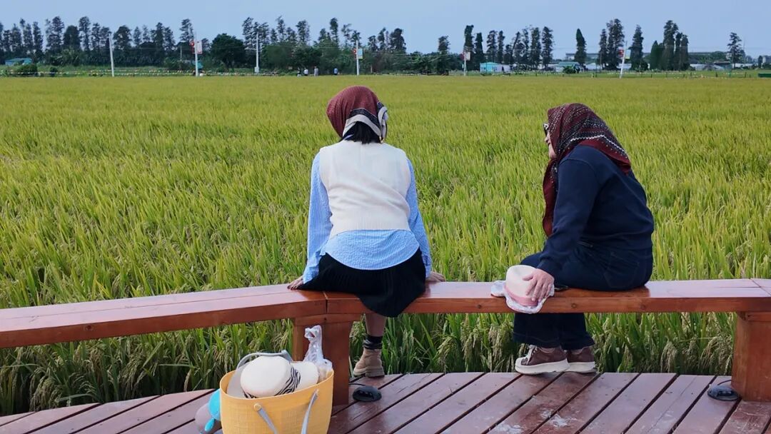 *游客沉浸于沙溪千畝稻田的風(fēng)光之中